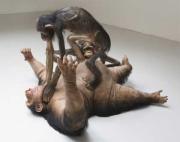 monkey fight