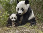 20090820panda-bear-d.jpg