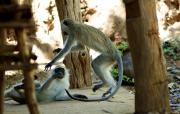 Monkey fight Monkey fight