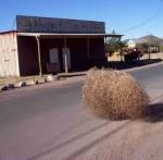 tumbleweeds