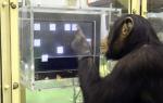 470chimp,0.jpg