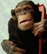 monkey on phone monkey on phone