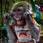 Happymonkey