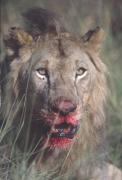 LionBloodyFace.jpg LionBloodyFace.jpg