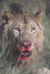 LionBloodyFace.jpg
