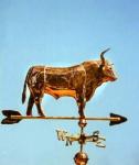 Longhorn.jpg
