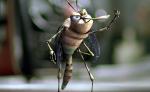 MOSQUITO.jpg