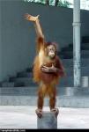 Monkey_Has_A_Question.jpg