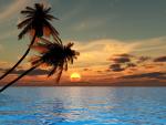 Palm_Tree_Beach_Wall_Mural_Sunset.jpg