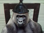 ShockTheMonkey.jpg