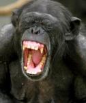 ape.jpg
