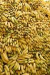 Bananas are Back