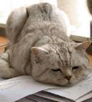 boredcat.JPG