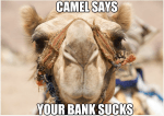 camel.png