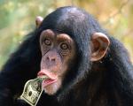 cash-chimp.jpg