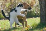 catdogfight.JPG