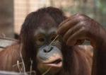 confused-monkey.jpg