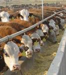 feedlot1.jpg