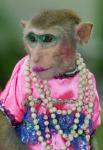 female-monkey-in-makeup.jpg
