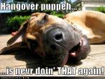 funny-dog-pictures-hangover-puppy.jpg