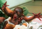 funny-monkey-500.jpg