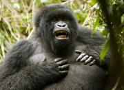 gorilla-boss-is-an-ape.jpg
