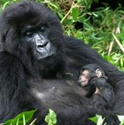 gorillababy.jpg