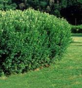 hedge.jpg hedge.jpg