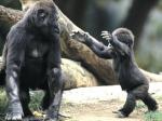 monkey hug