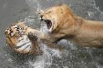 tigg