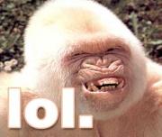 lol-monkey.jpg lol-monkey.jpg