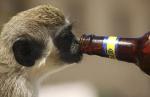 monkey-beer_1109641i.jpg