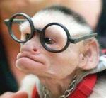 monkey-in-glasses.jpg