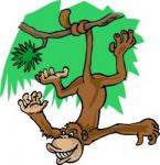 monkey.jpeg