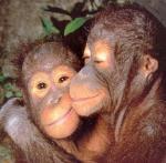 monkeyLove.jpg