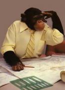 monkey.jpg