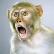 monkey.jpg monkey.jpg