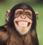 Happy Monkey
