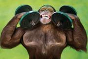 monkey_exercise.jpg monkey_exercise.jpg