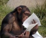 monkey_studying_001.jpg