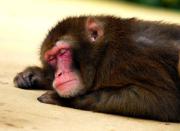 monkeysleep.jpg