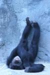Napping monkey