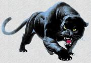panther.jpg panther.jpg