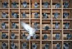 pigeons-gYEc_r.jpg