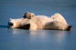 Bear Stearns: what is going on?