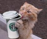 sbux.jpg