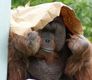 shy-monkey.jpg shy-monkey.jpg