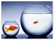 Big Fish vs Little Fish Big Fish vs Little Fish