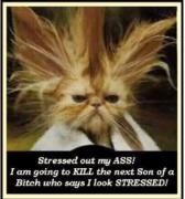 stressed.jpg stressed.jpg