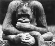 thinking_monkey.jpeg
